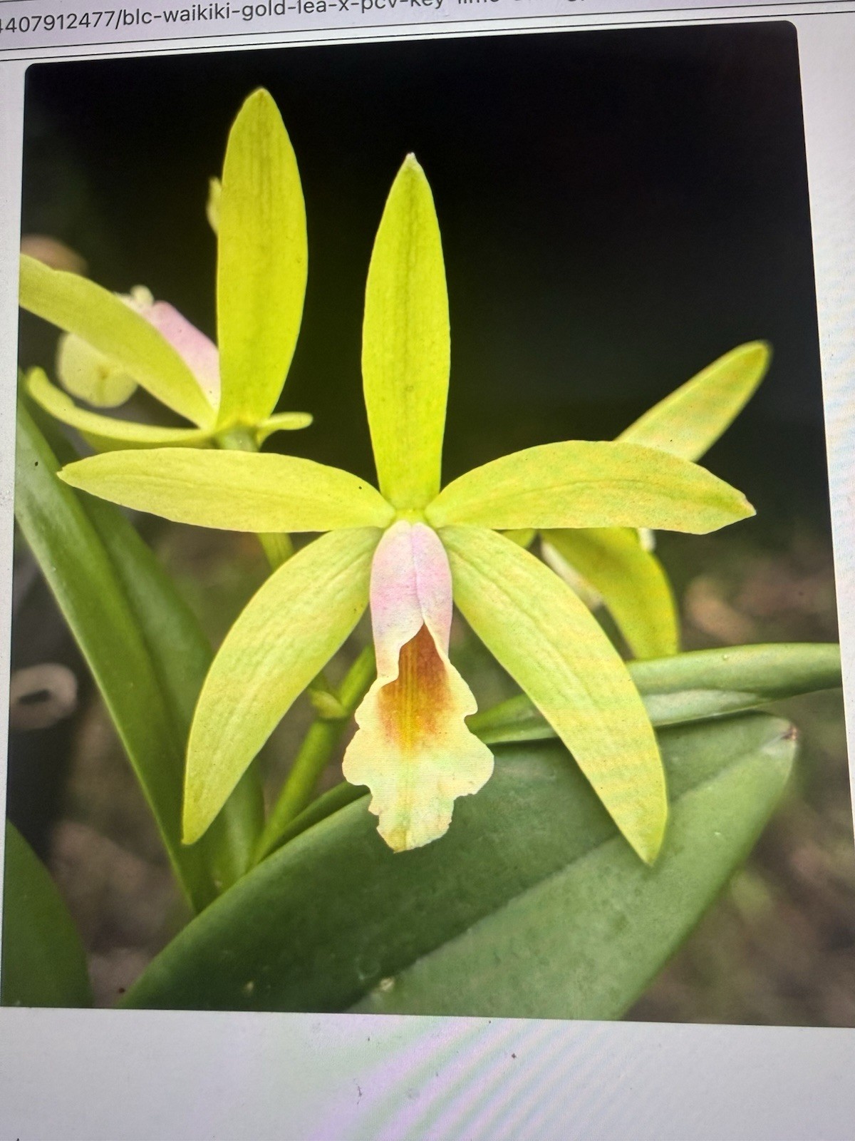 Orchid Plant Box full 10 plants Rescue bulb stem bare root cuttings