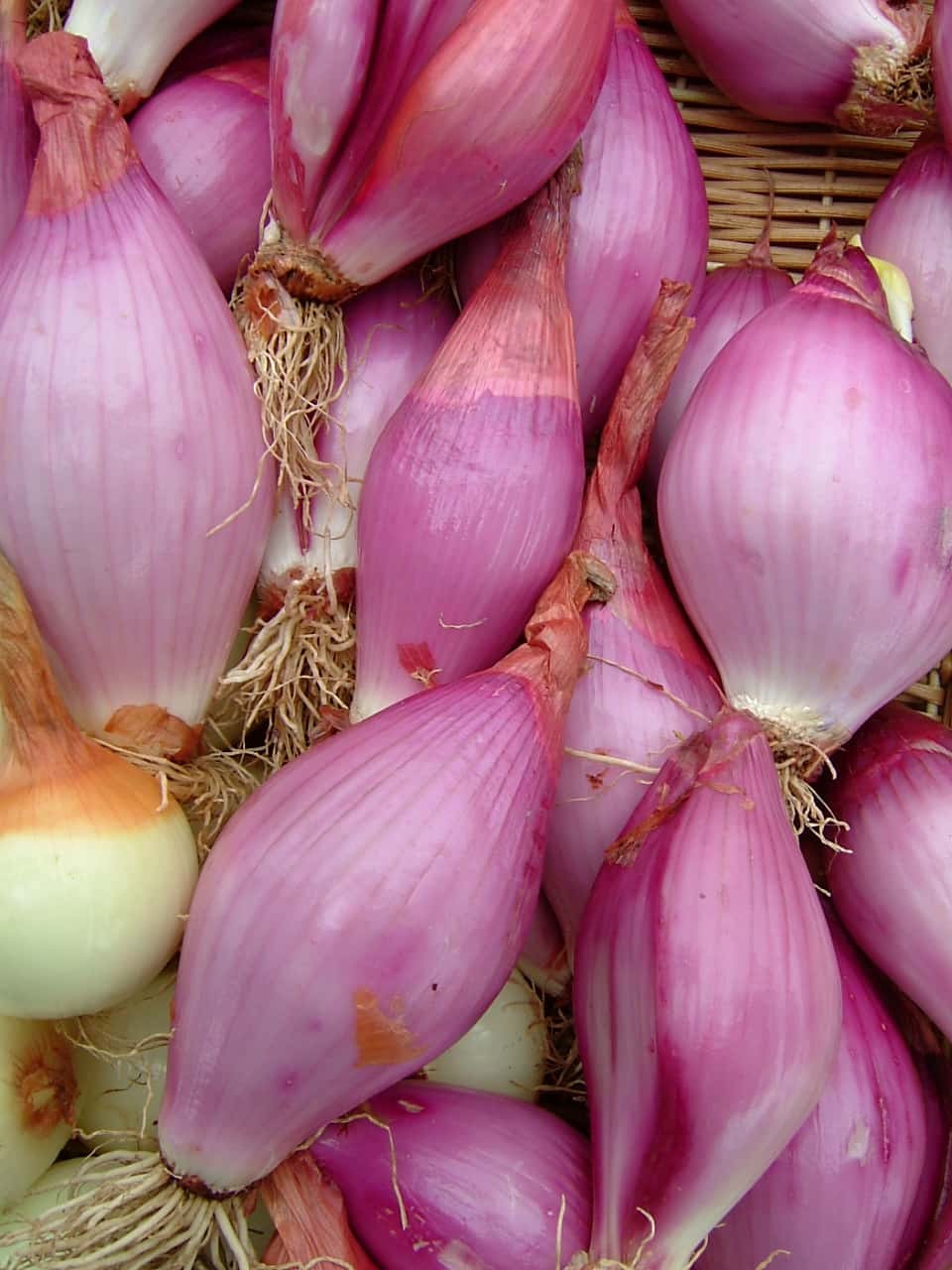 Zebrune Shallot Seeds – For 2026 Planting Heirloom Gourmet French Pink Banana