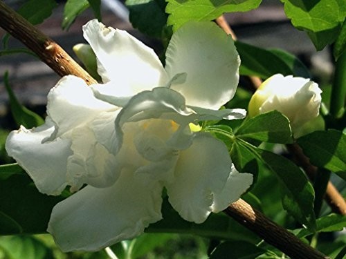 FLORIDA GARDENIA Crepe Crape Jasmine Live Plant Fragrant Double White Flower