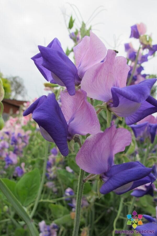 50+ Erewhon Sweet Pea Seeds for Garden Planting – USA – FREE SHIPPING!
