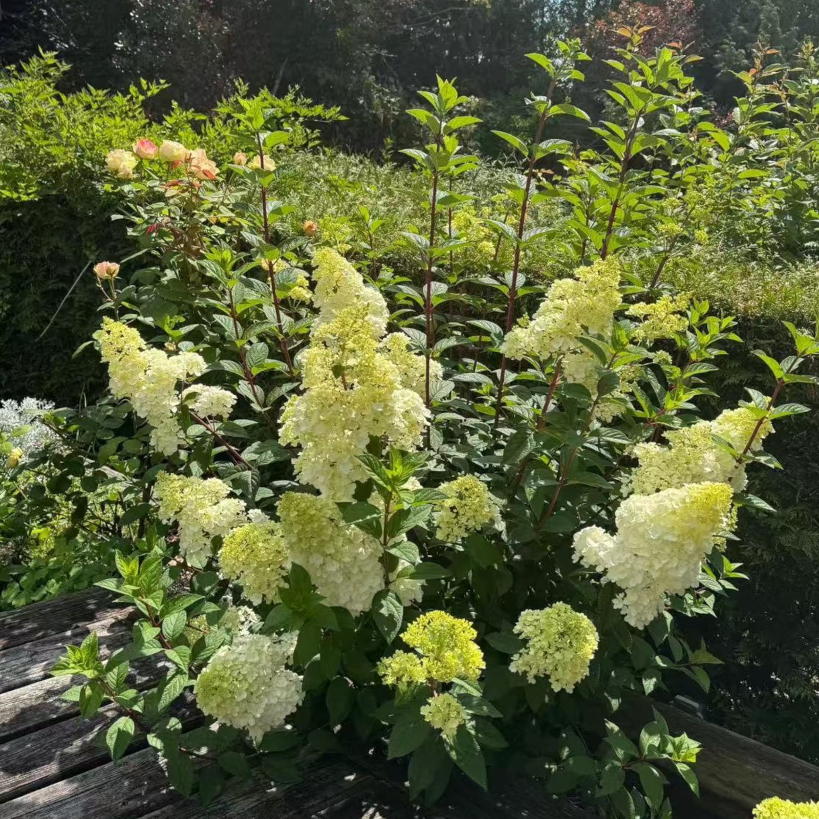 50 Strawberry Hydrangea Tree Seeds – Pink & White Cone Blooms, Heirloom Flower