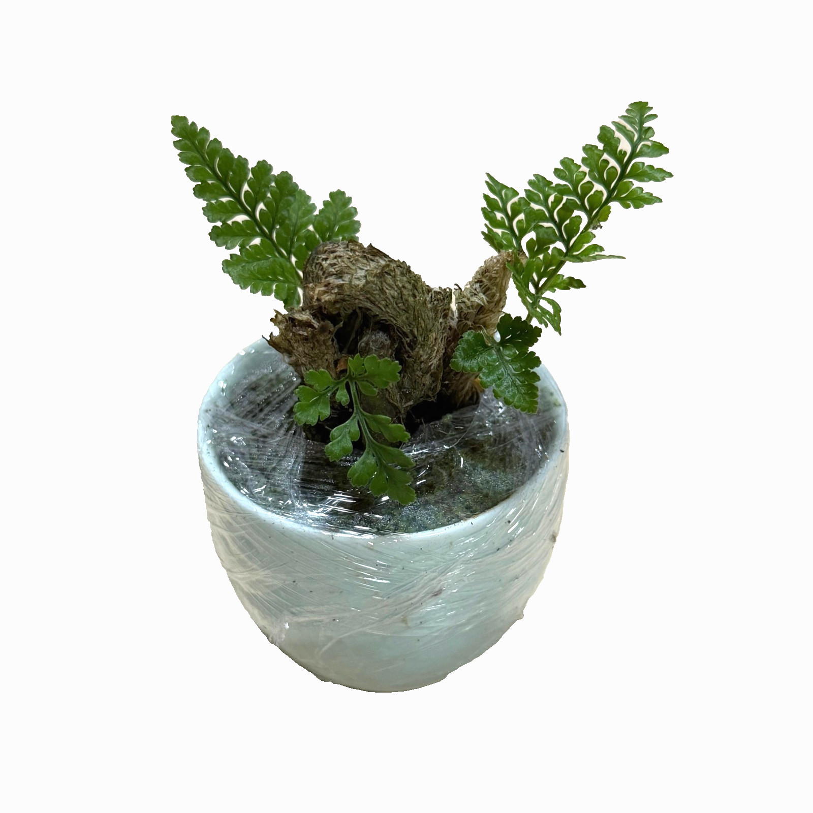 Mini Rabbit’s Foot Fern Live Potted Plant, Small Indoor Desk Fern