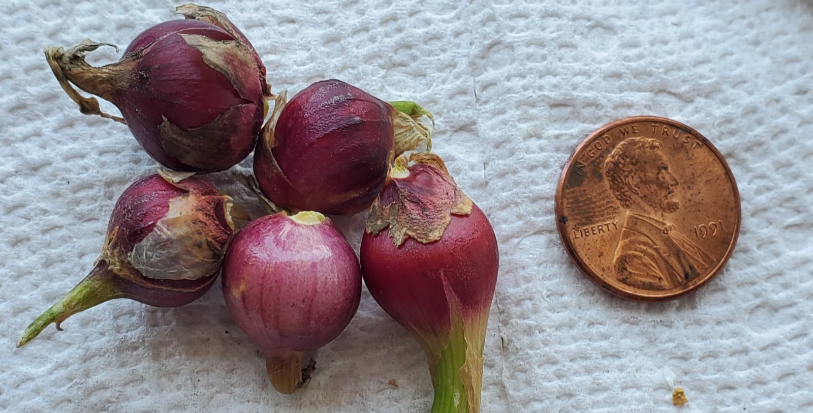 Egyptian Walking Onions Bulbs 10 Large Size Lot Organic Heirloom 2026 Harvest