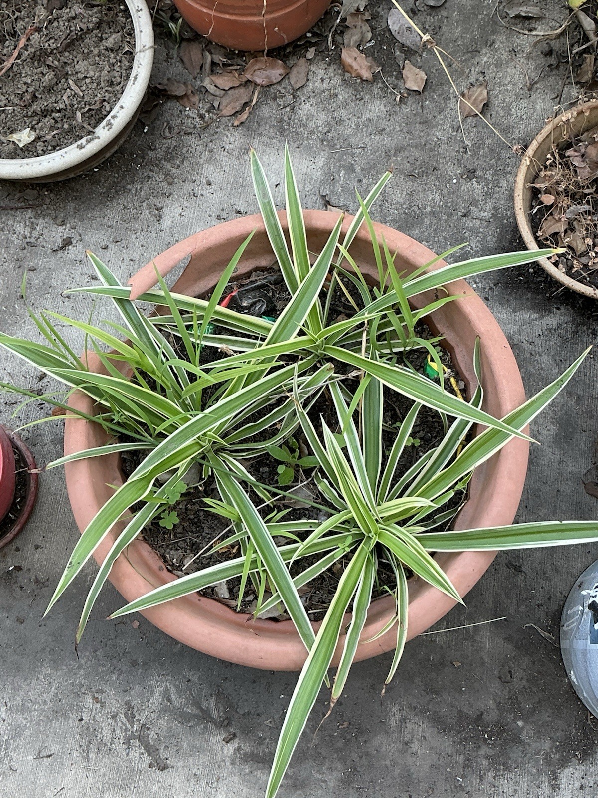 Lot Of 3 Spider Airplane Plants, 10” Tall With Roots, Rooted
