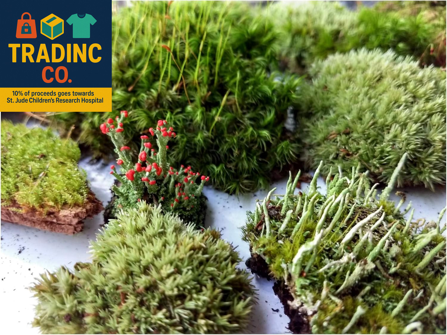 Super Fairy Garden Assortment Moss and Lichen for Terrarium, 6″X9″ Bag