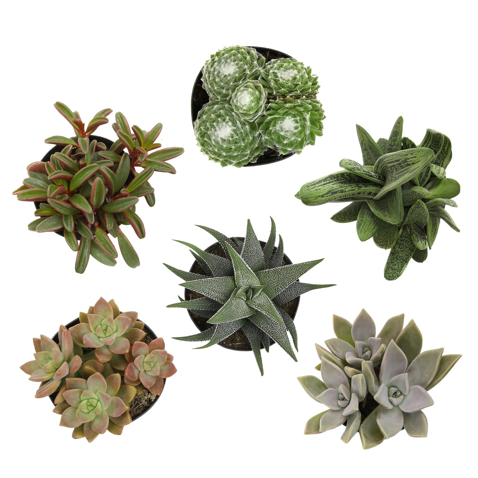 Pet Friendly Plant Pack (6PK) Real Succulents, Pet Safe Plants & Succulent Pl…