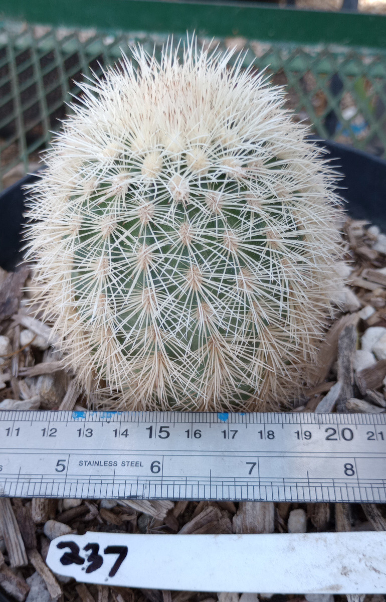 Echinocereus dasyacanthus West Texas Cactus Cold Hardy 237 LG Giant Flowers