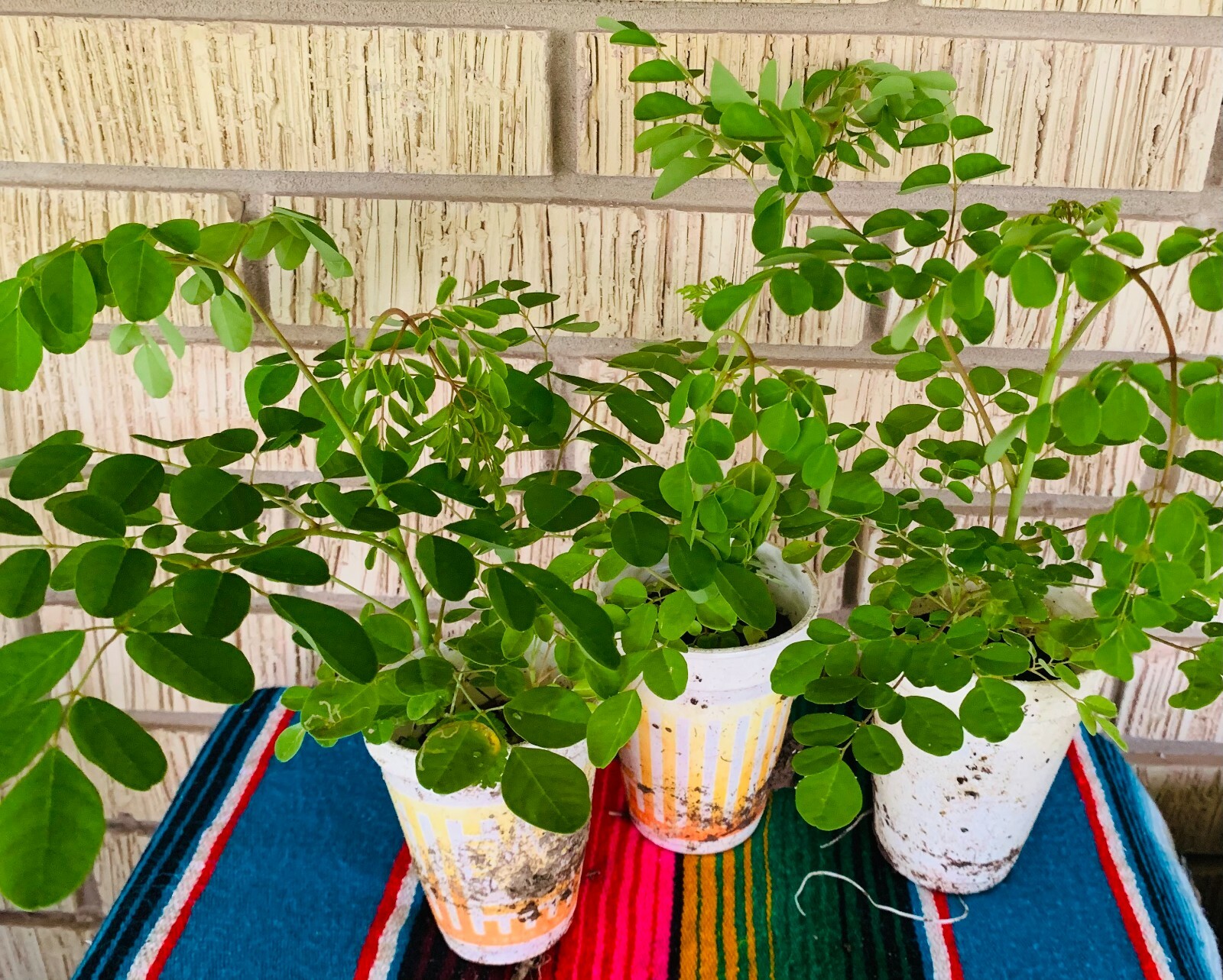 12″+ Grown Moringa Oleifera Plant Mature Edible Leaves Tree Potted + 10 Seeds