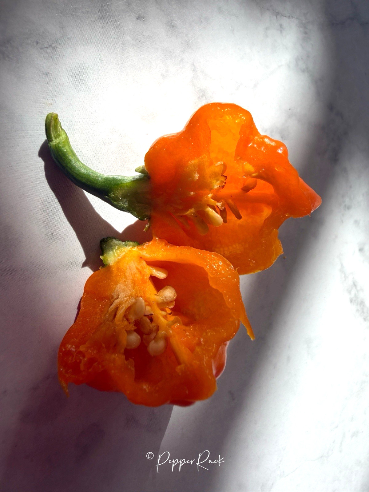 RARE✿ NEW! Guatemalan Heirloom Yellow Petenero Hot Chili Pepper 10+ Seeds