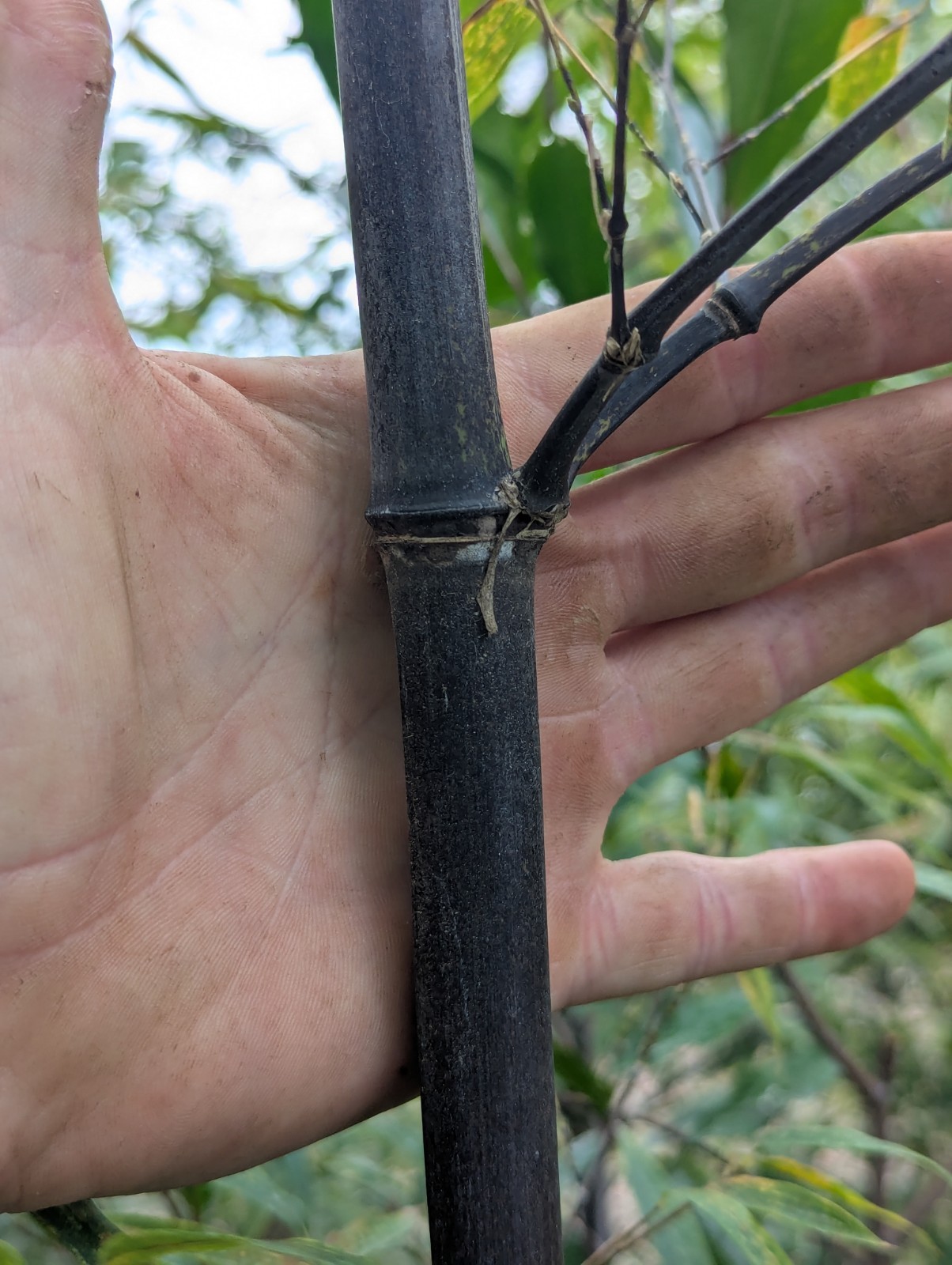 Black bamboo, PHYLLOSTACHYS NIGRA, one rhyzome, collected genetics