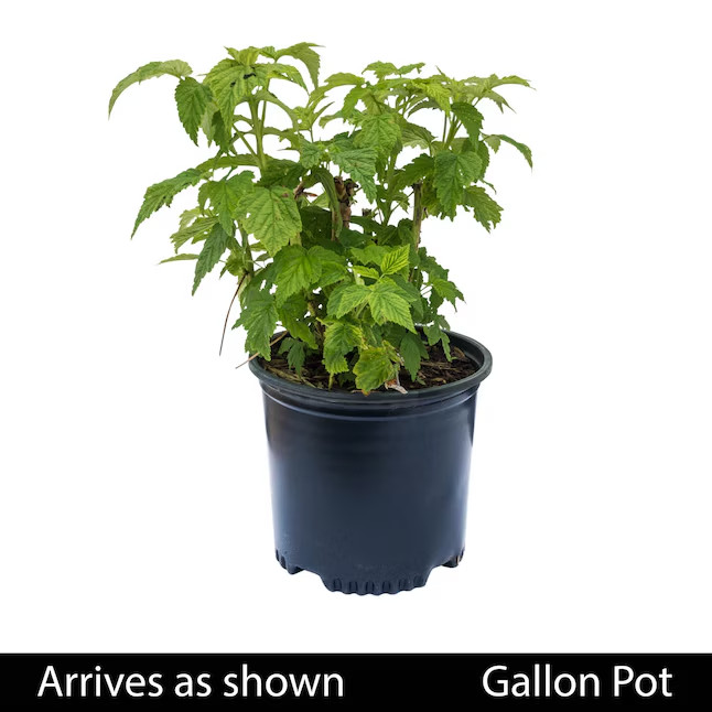 1 Gallons Willamette Raspberry Plant 1.0 -Pack