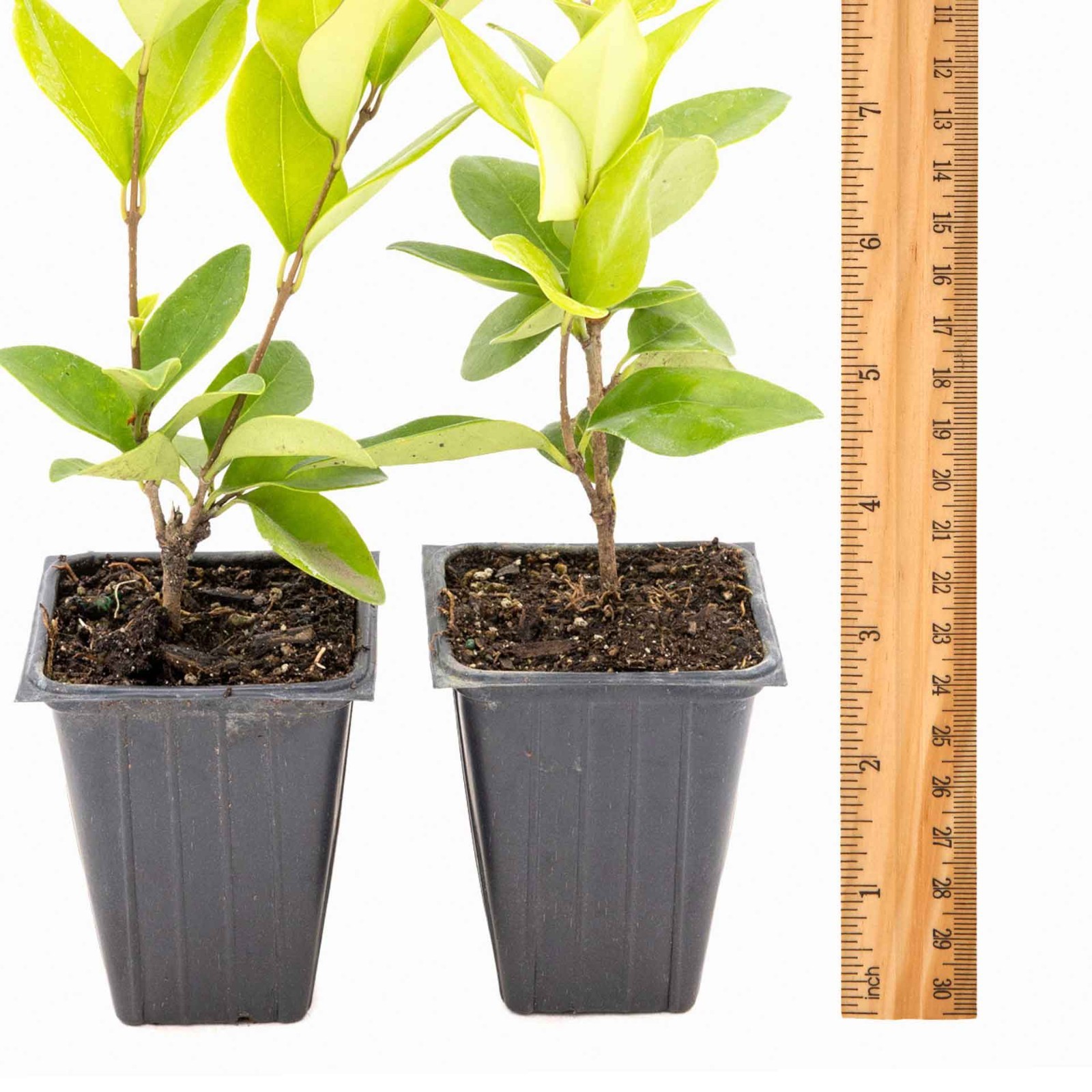 3 Texas Privets, Live Plants, 2.5″ Nursery Containers, Ligustrum Japonicum