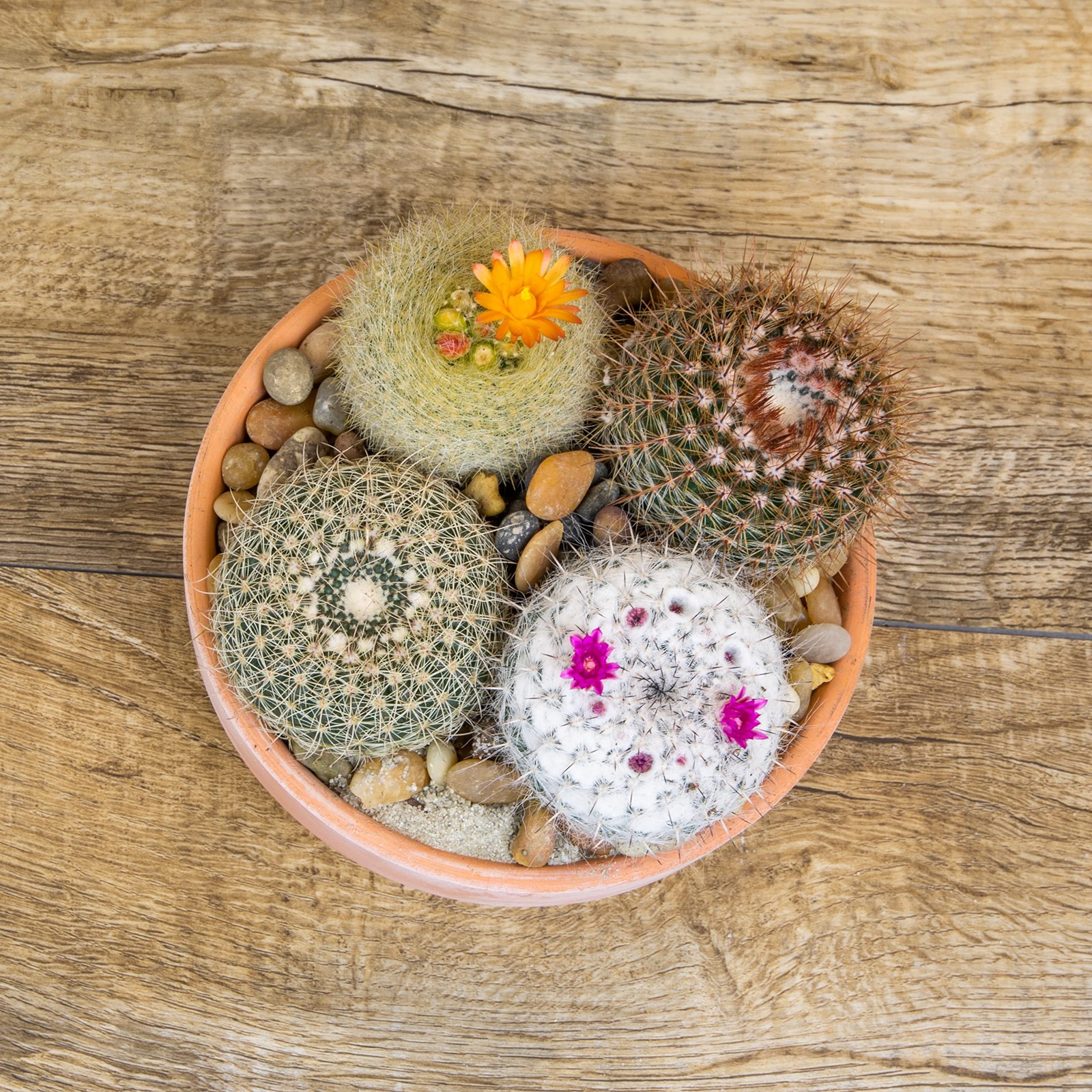Assorted Live Cactus Plants 4PK for Home Decor and Succulent Gardening
