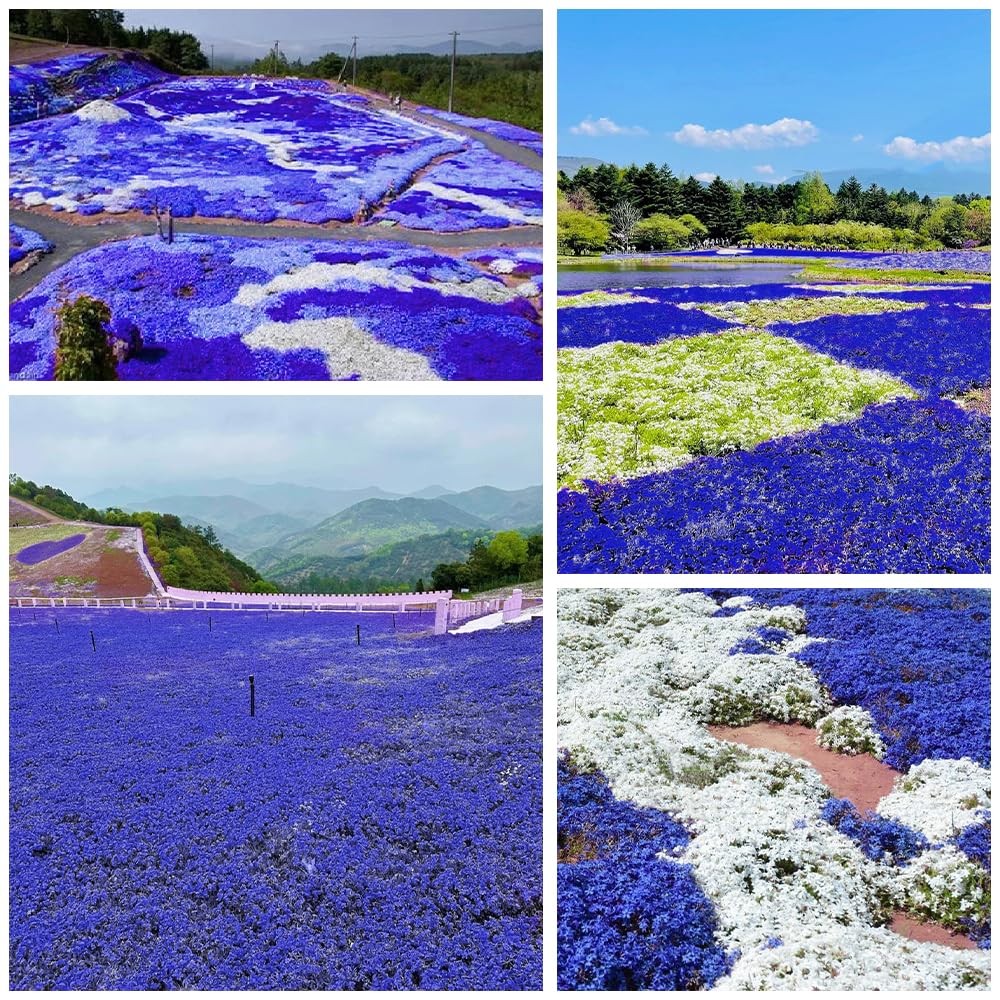 22000+ Blue Creeping Thyme Seeds for Planting Red, Blue, Yellow, white, pink.