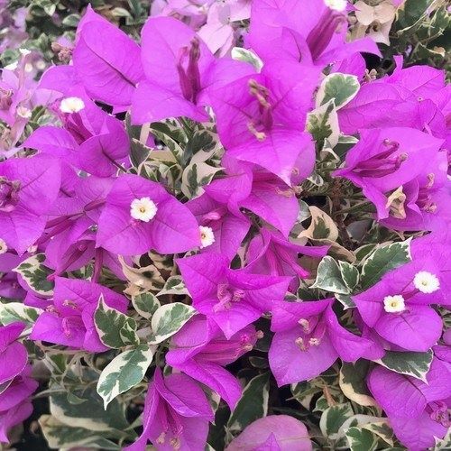 Well Rooted **BLUEBERRY ICE** Live VARIEGATED Bougainvillea starter/plug plant*
