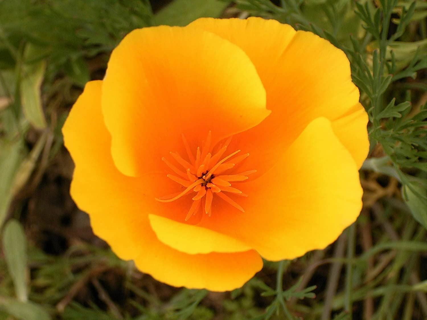 Poppy Flower Seeds, California Orange “COOL BEANS N SPROUTS” Brand