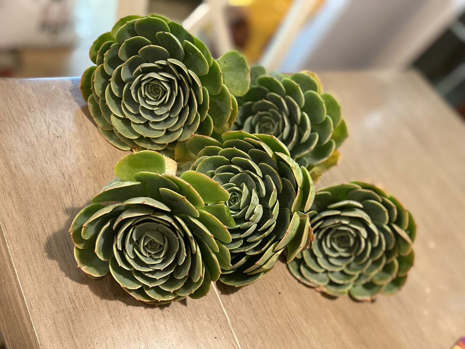 Lot Of 5 Piece GORGEOUS Echeveria Secunda Succulents 3 Inch Wide Cuttings Pack