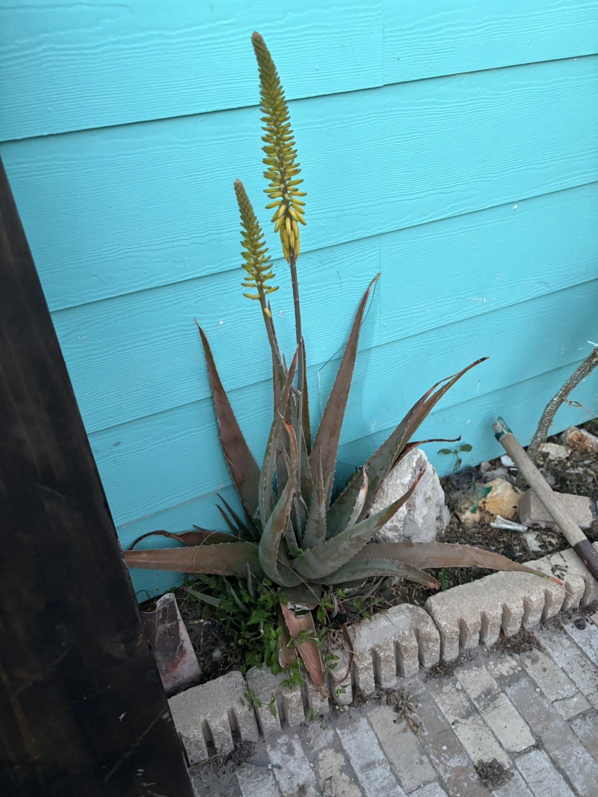 Aloe vera or Aloe barbadensis