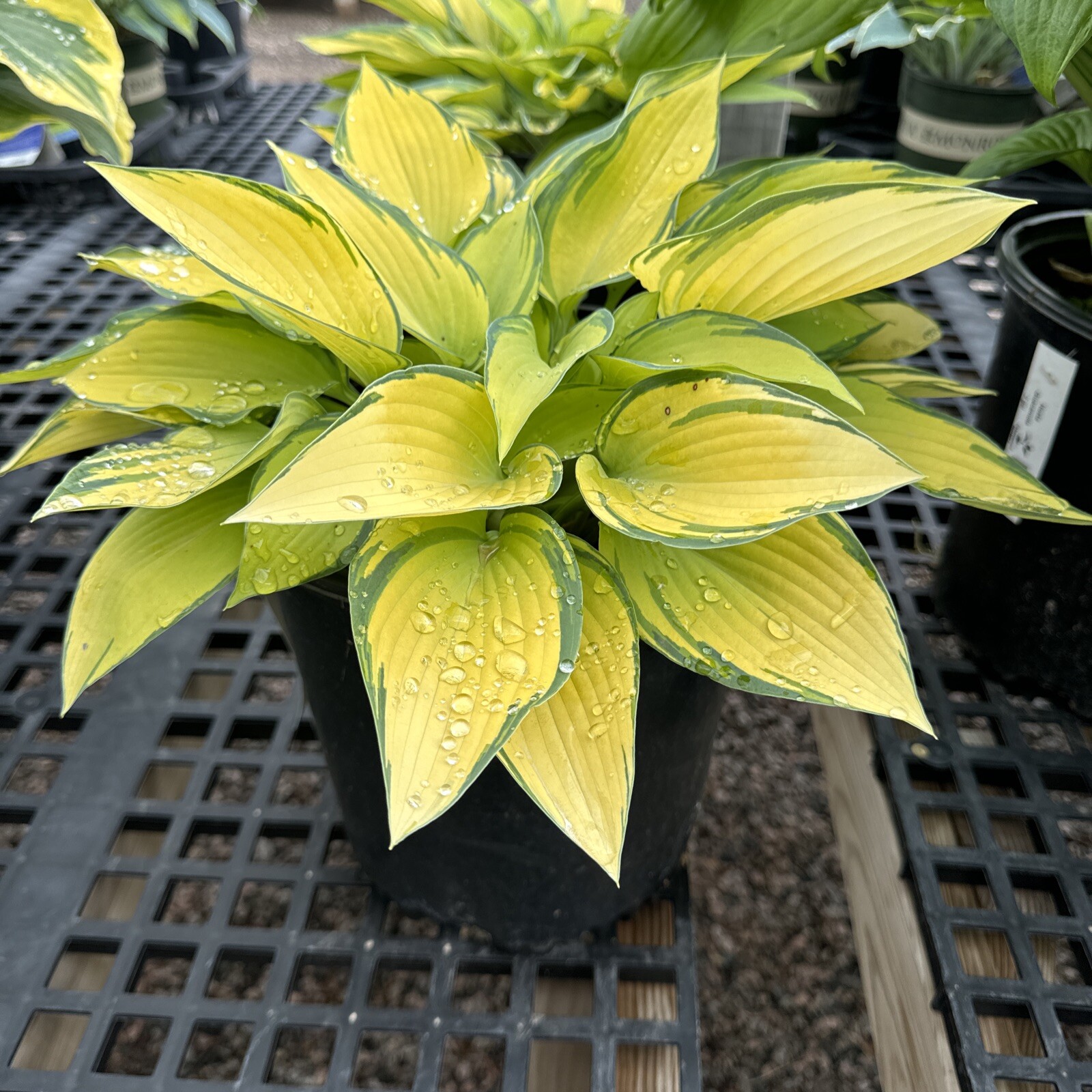 June Hosta ‘June’ In 1 Gal Pot Perennial Shade Partial Sun