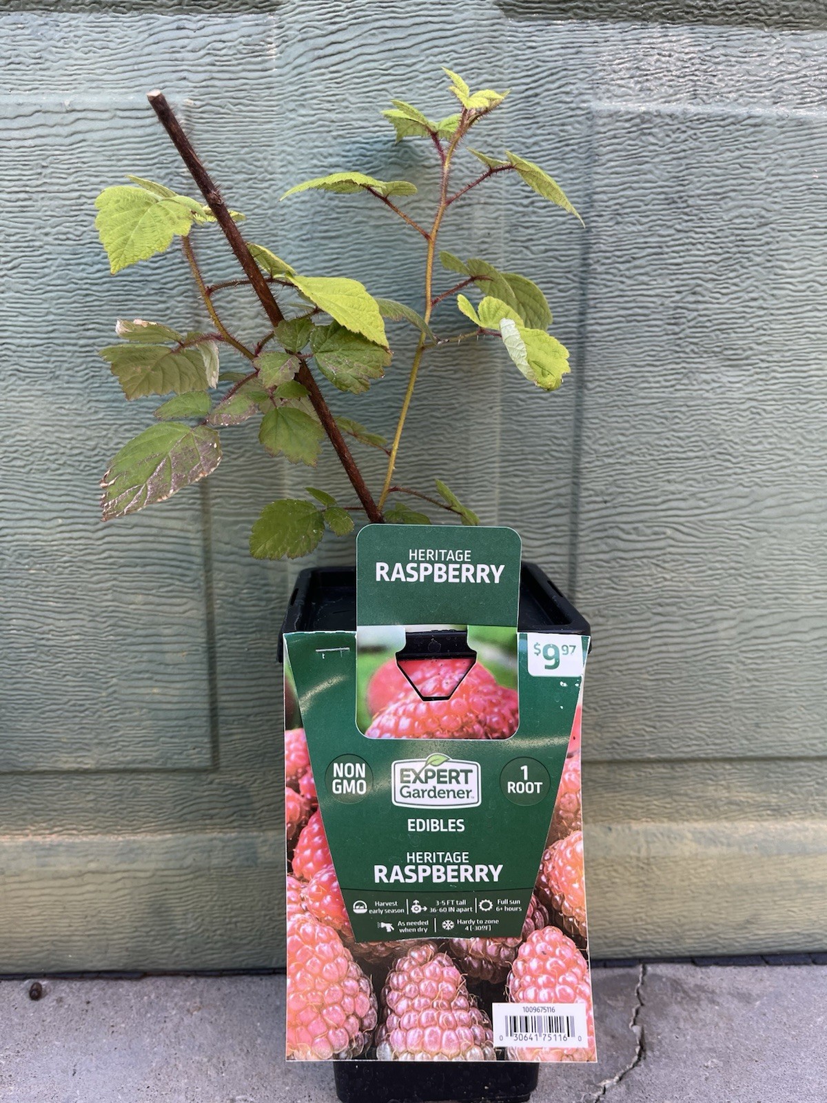 Expert Gardener Heritage Raspberry Bare Root Plant Non-GMO Edible Outdoor