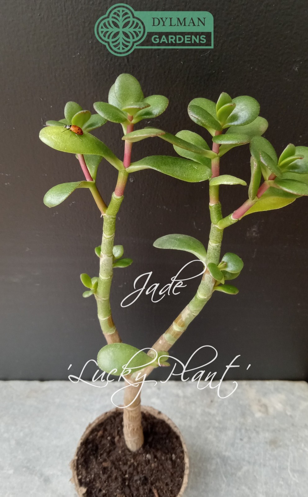 Jade Plant (Crassula Ovata) – Lucky Plant – Indoor Houseplant – Multiple Sizes