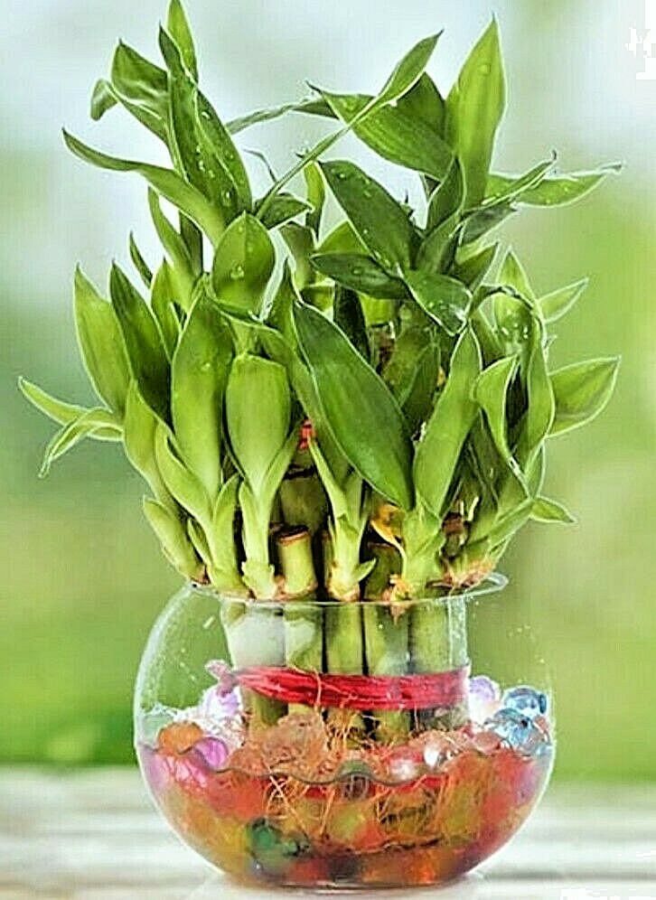 Lucky Bamboo – 10 Stalks, 6″ Long, Easy Care Indoor Water Plant Feng Shui, GIFT