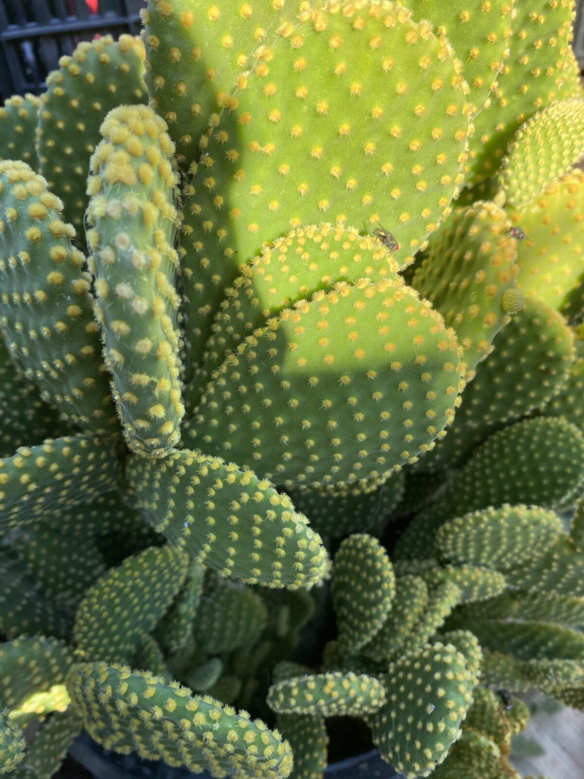 3 Hardy Opuntia Microdasys Cactus Succulent Bunny Ears Cutting No Roots Or Soil