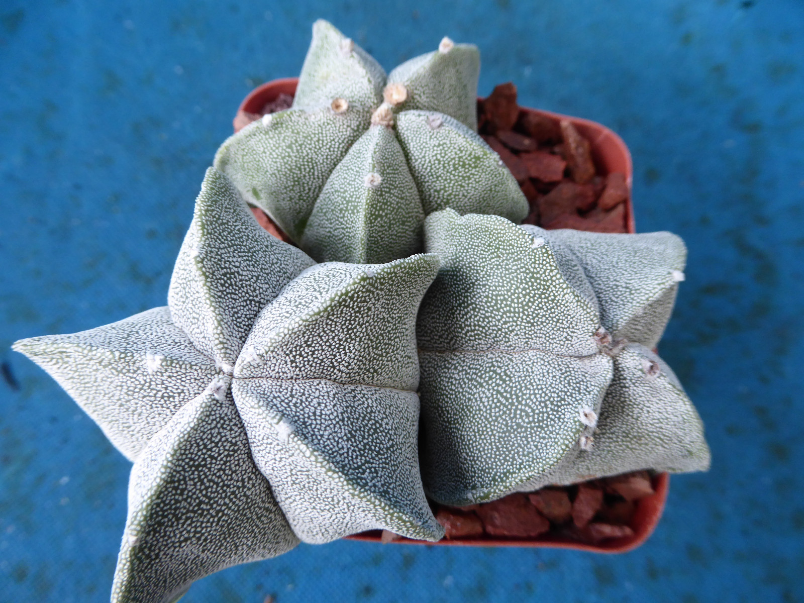 Astrophytum myriostigma THREE (3!) Plants 2 Regular, 1 Quadricostatum 3.25″ Pot