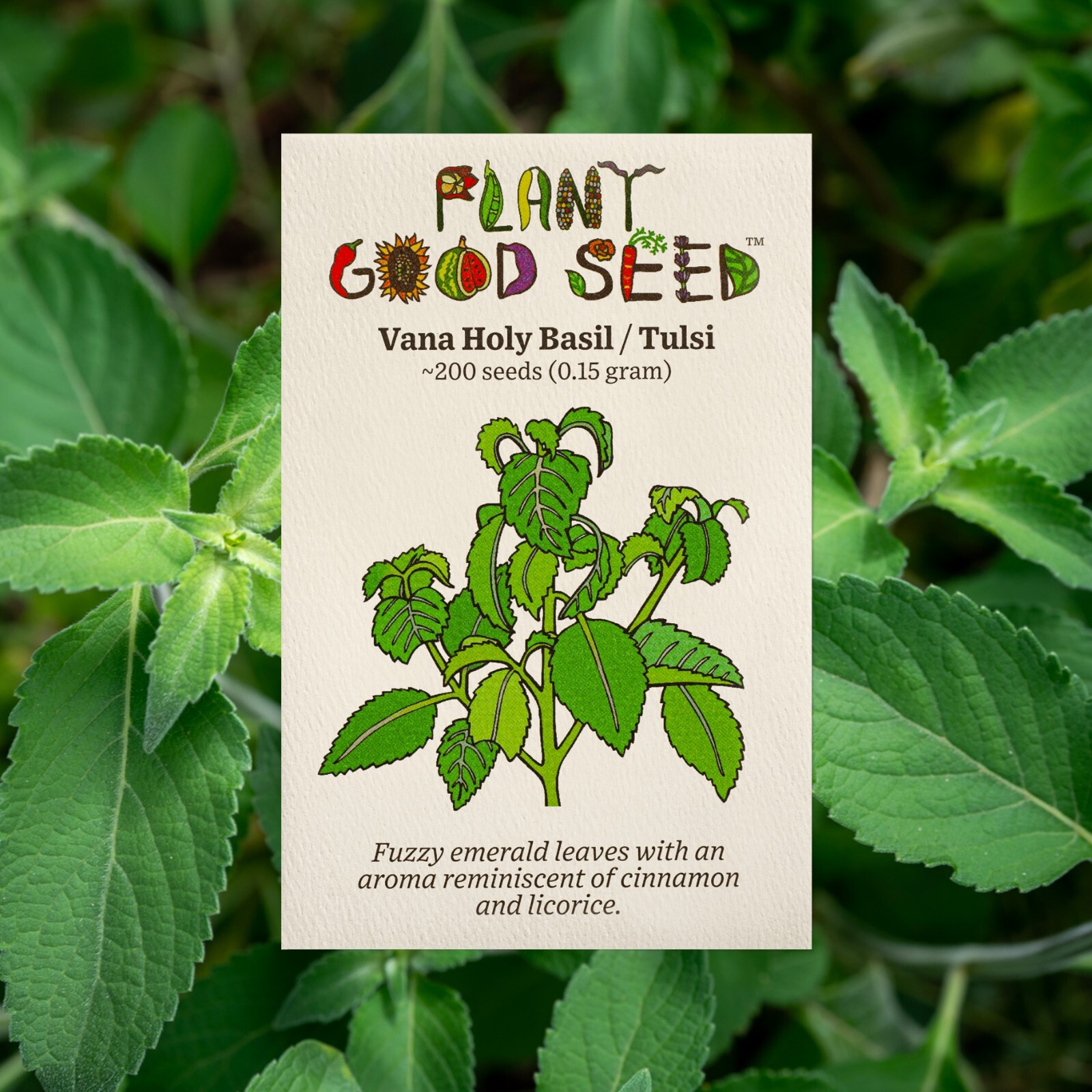Holy Basil Tulsi Vana – Ocimum Gratissimum Organic Medicinal USA Grown 200 Seeds