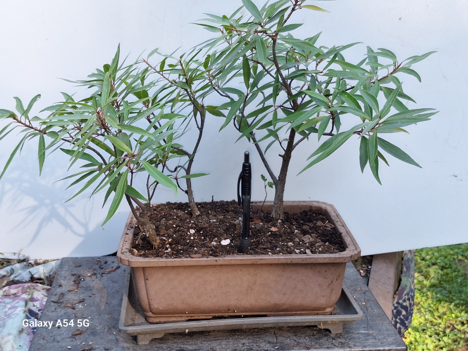 Willow Leaf Ficus Bonsai Tree 3 Tree Forest Group 12″H Indoor Ficus Nerifolia