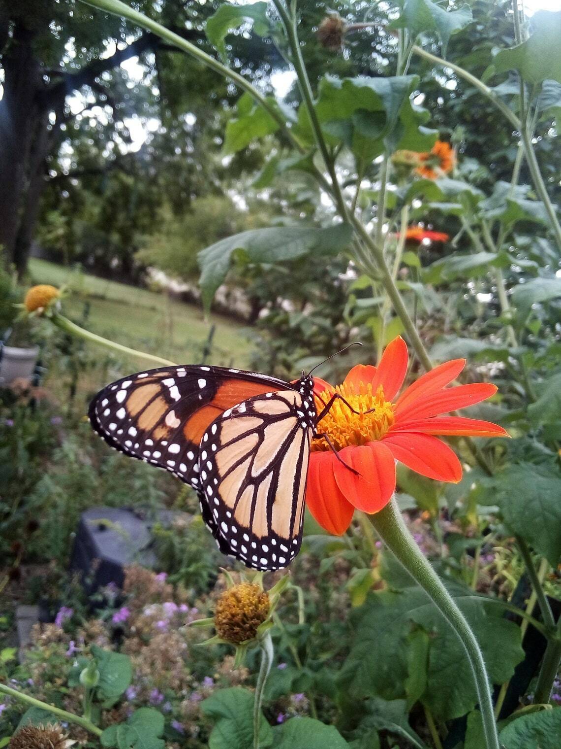 30 SEEDS MEXICAN SUNFLOWER TORCH TITHONIA SPECIOSA