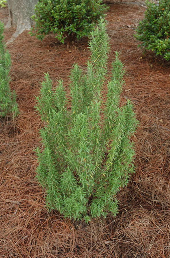 Upright Rosemary Plant – Live Plant in 1 Pot (2 Plants per Pot) – 6-8″ Tall