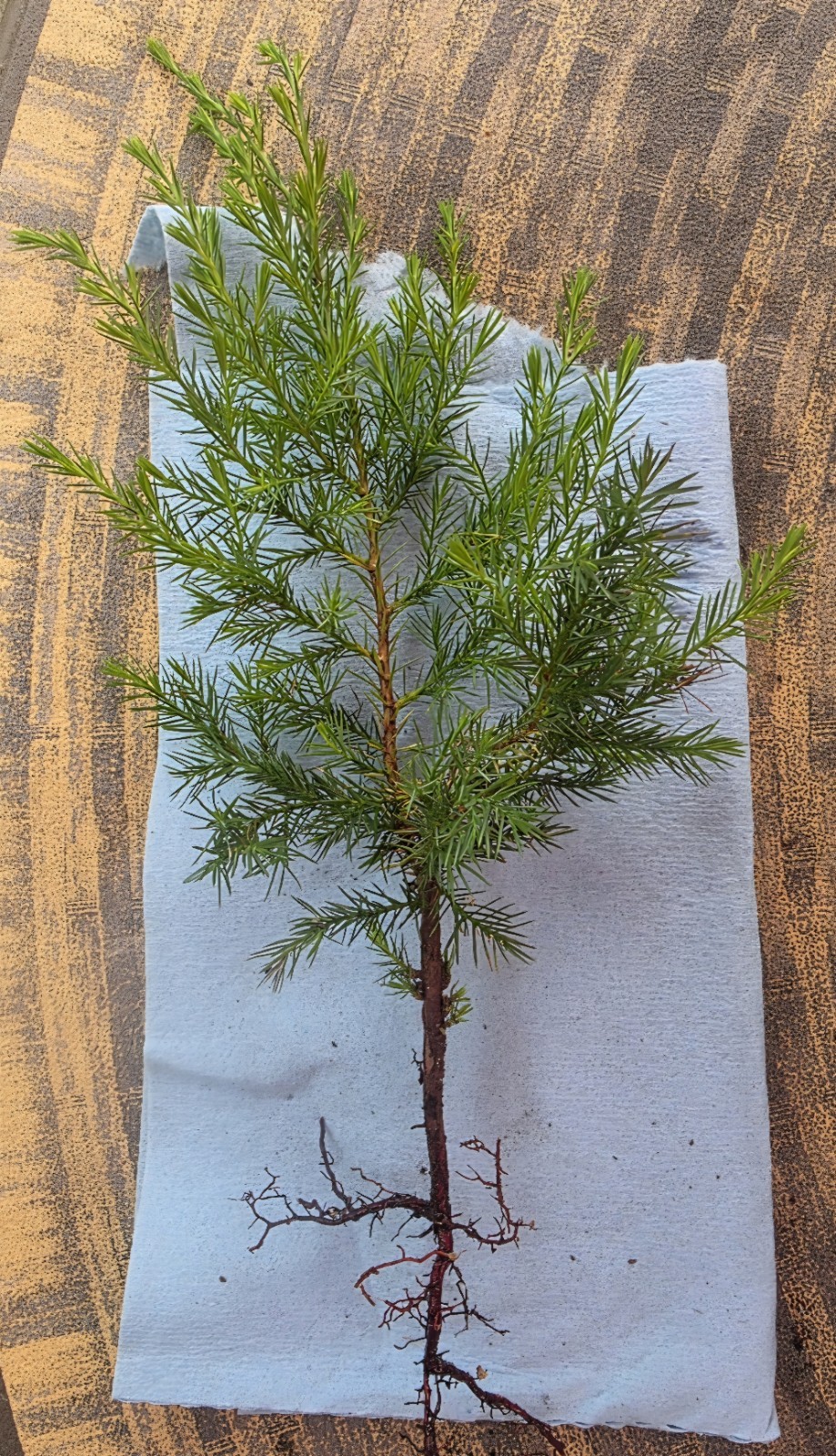 Eastern Red Cedar Rooted Seedlings- Sizes Vary- Qty 1