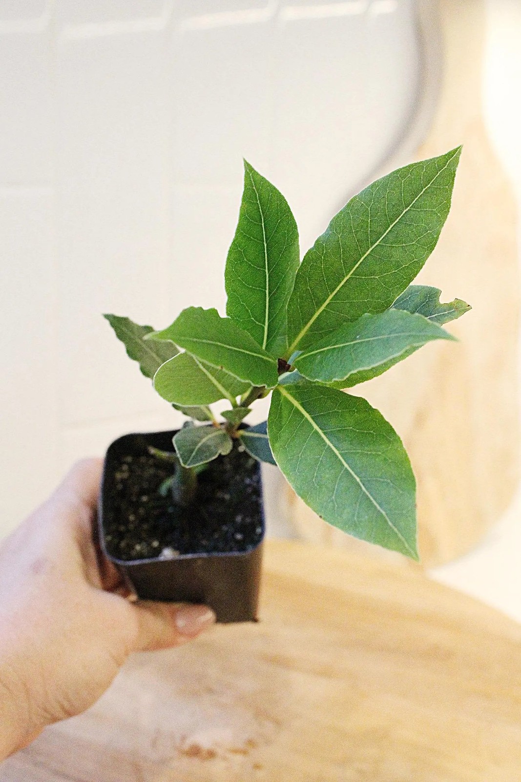 Sweet Bay Laurel Plant, 2.5 Inch Pot, Culinary Herb Starter, Edible Herb Tree