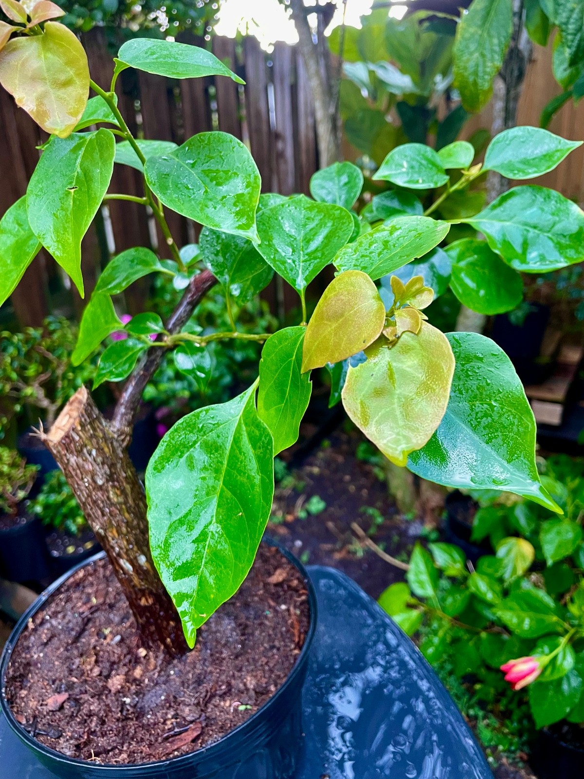 Bonsai Style Pre-bonsai Fuchsia Bougainvillea Tree 6 years