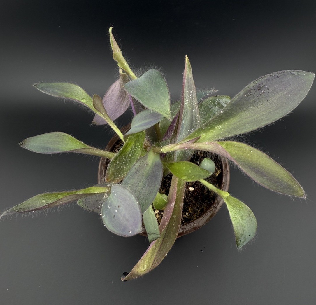 Purple Heart Tradescantia Pallida Live Houseplant With Roots Free Shipping