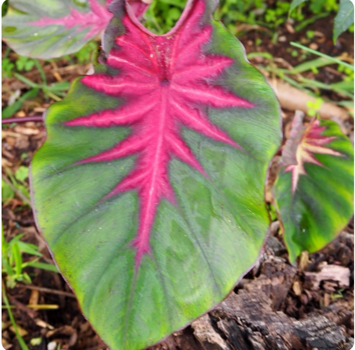 Madeira Star- Colocasia esculenta- Elephant Ear – SMALL ROOTED STARTER Plant