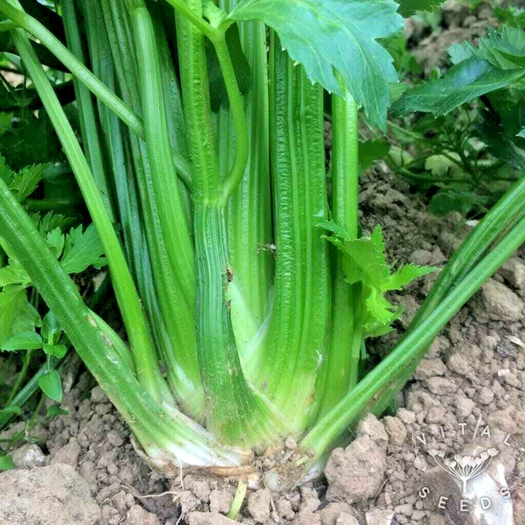 1000+TALL UTAH CELERY Seeds Organic Heirloom Vegetable Summer Garden Container