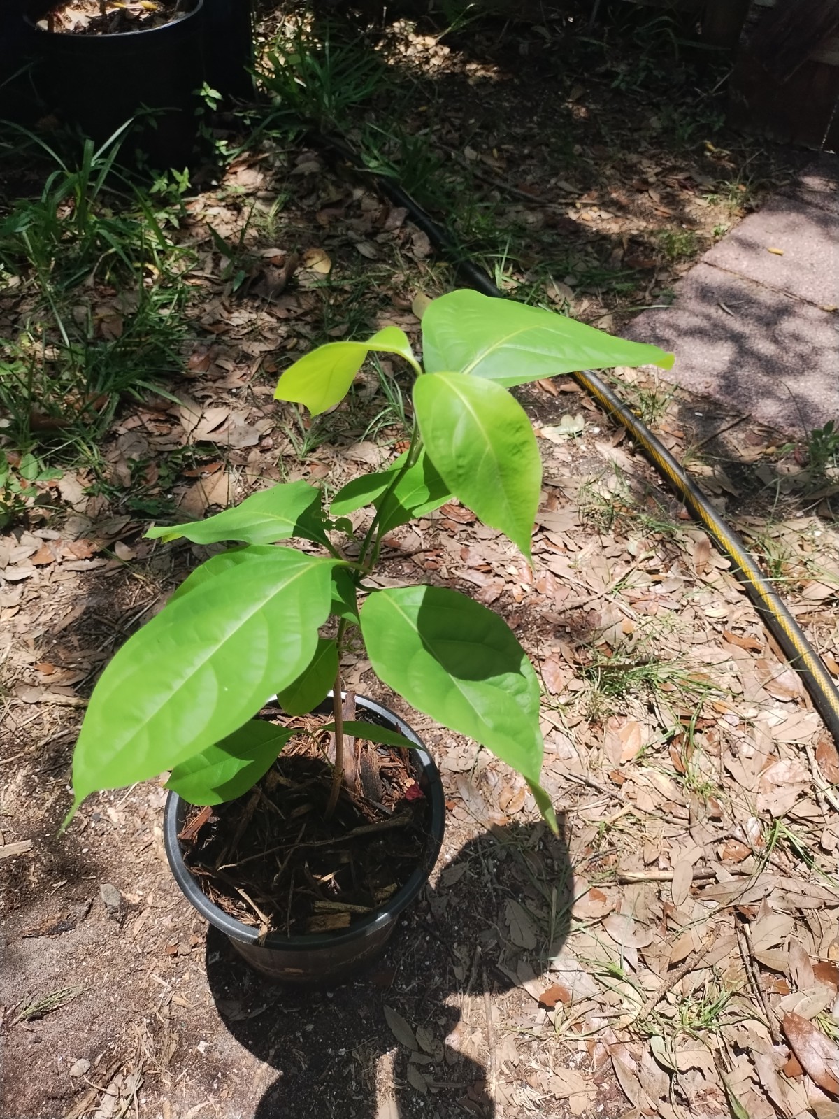 Rare South American Vine, Banisteriopsis C. Plant #2