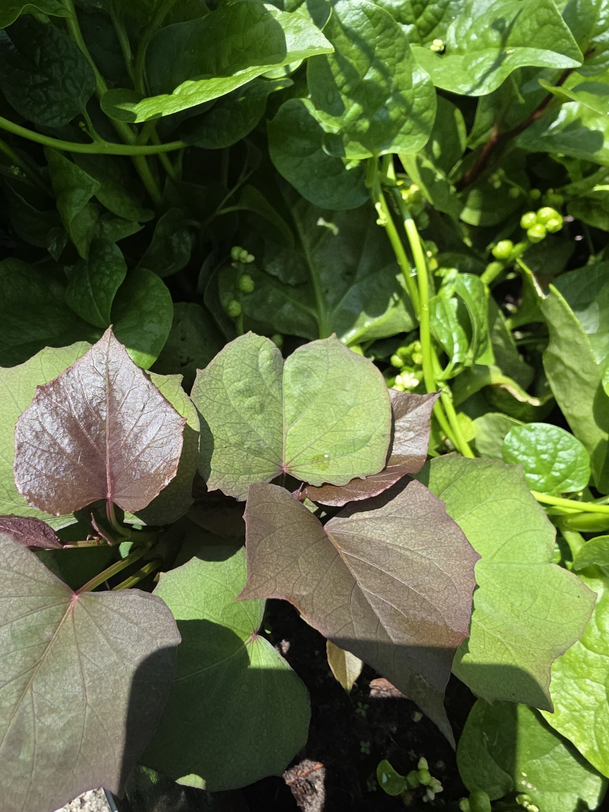 White Hannah x Red Garnet Yam Rooted Slips Premium Rare Variety Pack – 10 Total