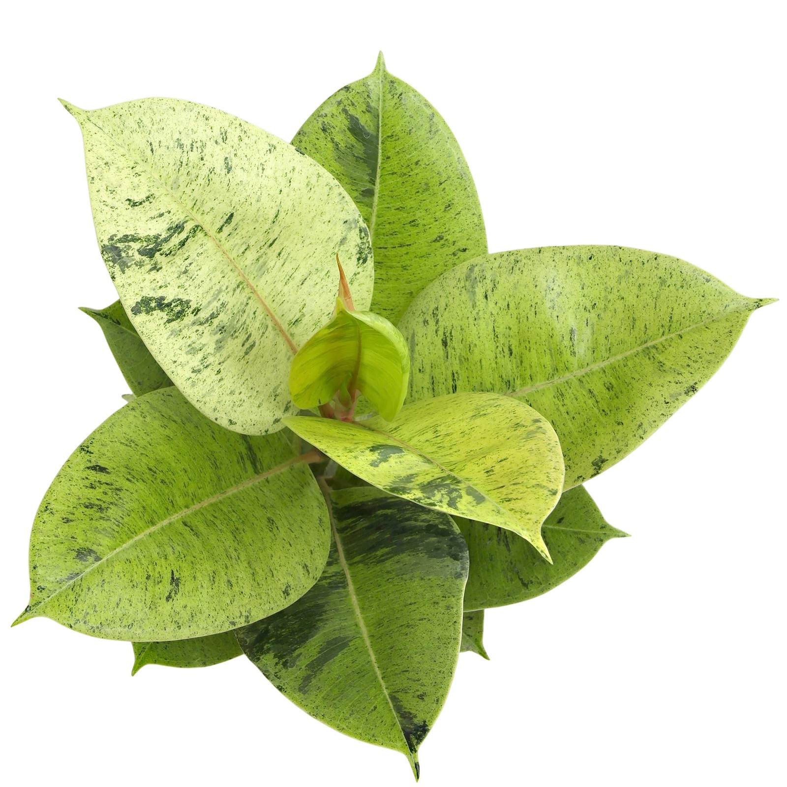 Ficus Shivereana Moonshine Rare Rubber Trees Unique Live Houseplant Decor In 6