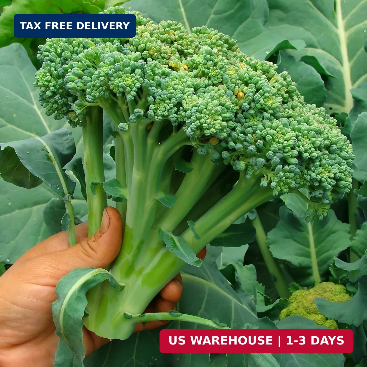 Purely Organic Broccoli Seeds (Waltham 29) – Approx 750 Seeds – USDA Organic, No