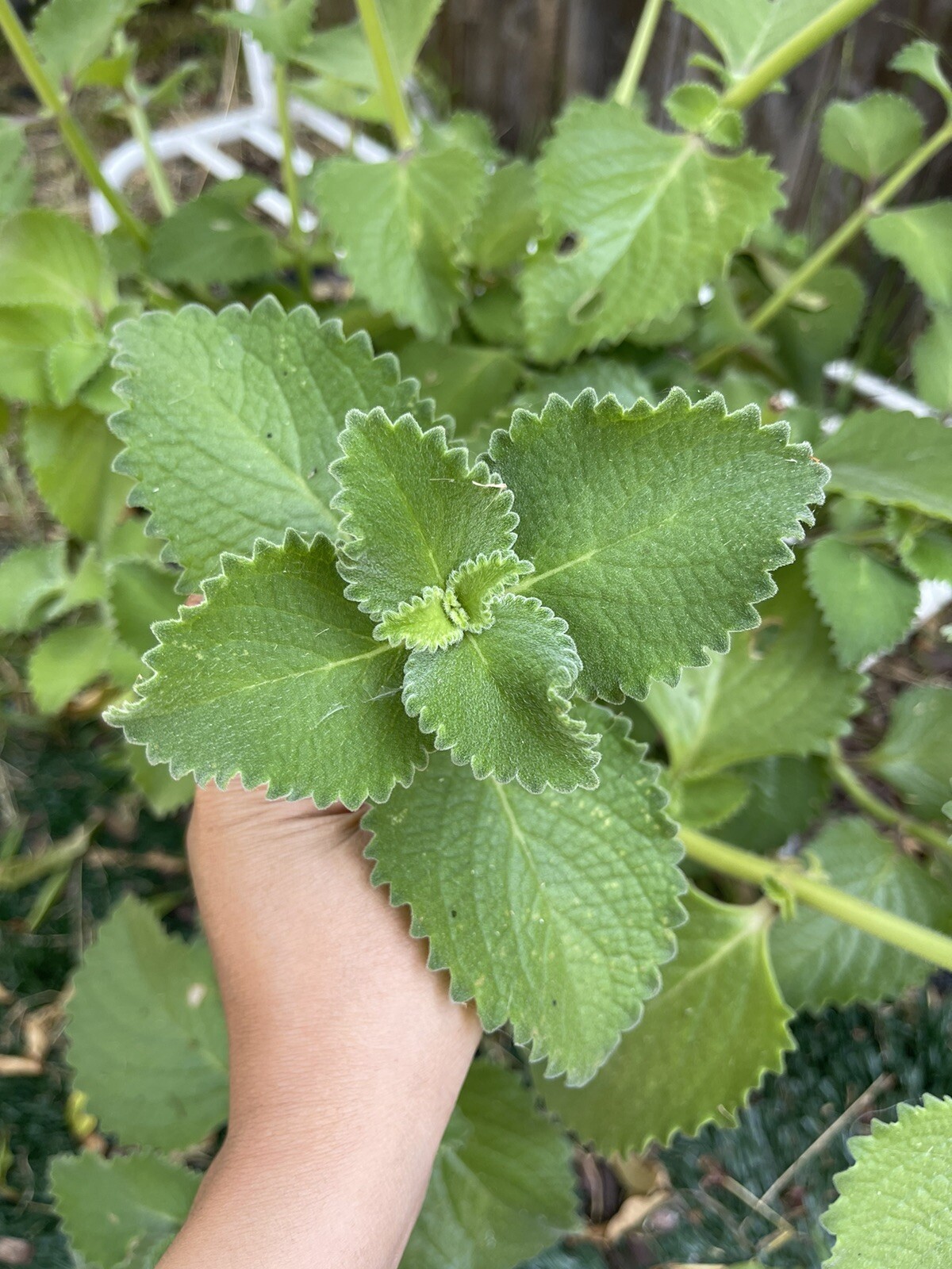 1 Cuban Oregano Unrooted Cutting | About 4” long | Mexican Mint | Indian Borage