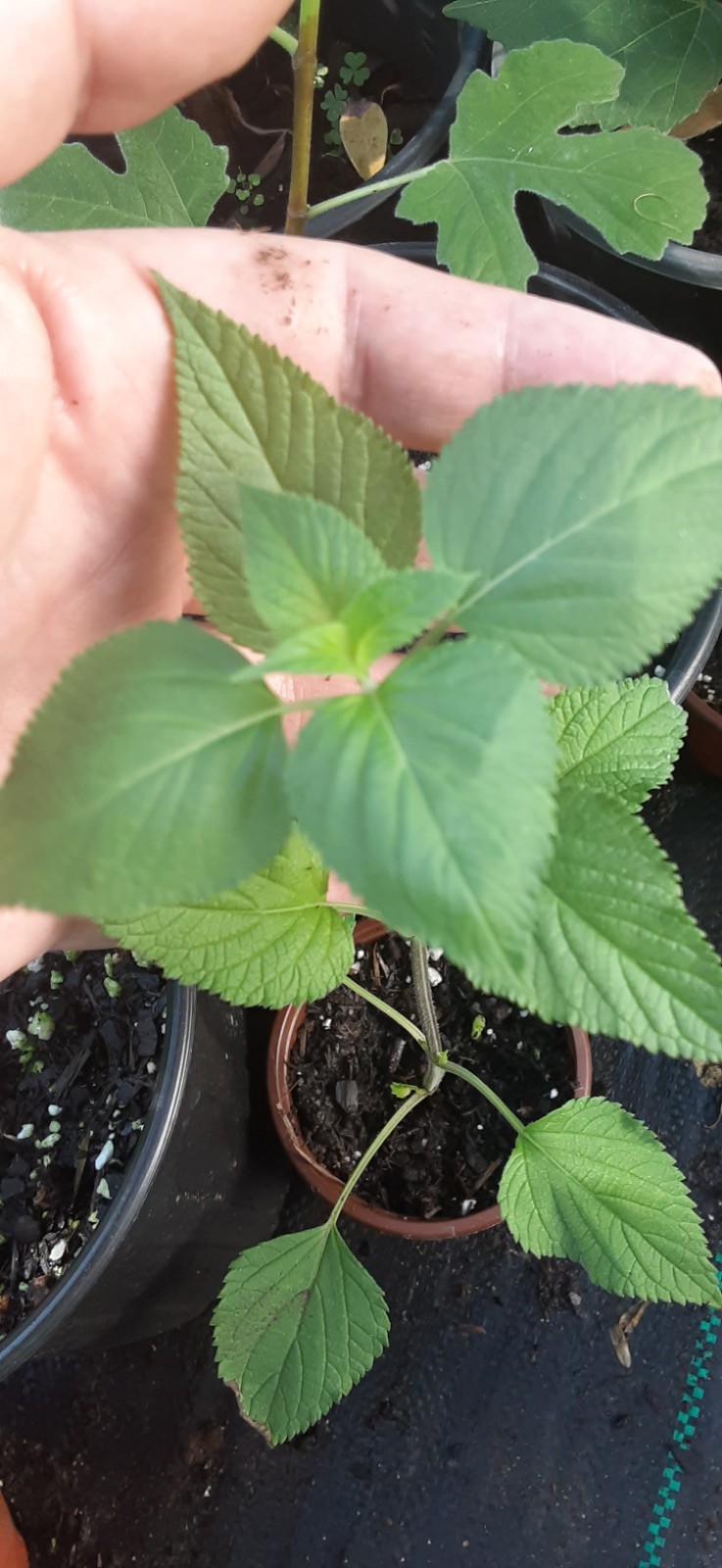 Amistad Salvia Live Starter- READ LISTING
