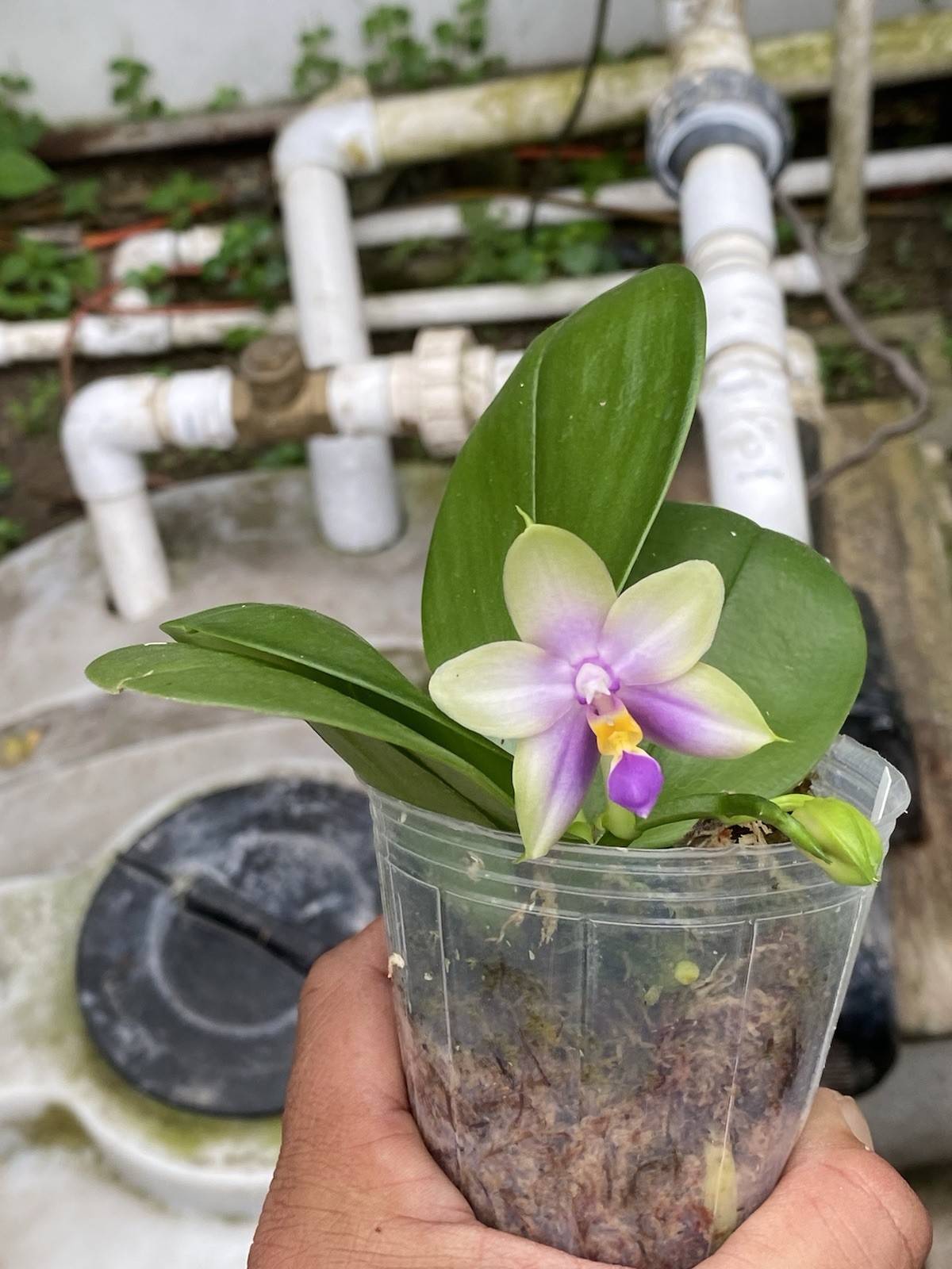 Original Phal Phalaenopsis Nobbys Green Finger x Samera-FRAGRANT