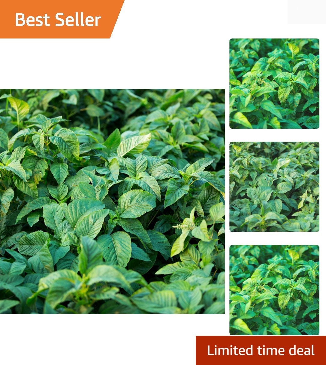 Jamaican CALLALOO,500 Seeds amaranth, Used in,West Indian & Asian Cuisines