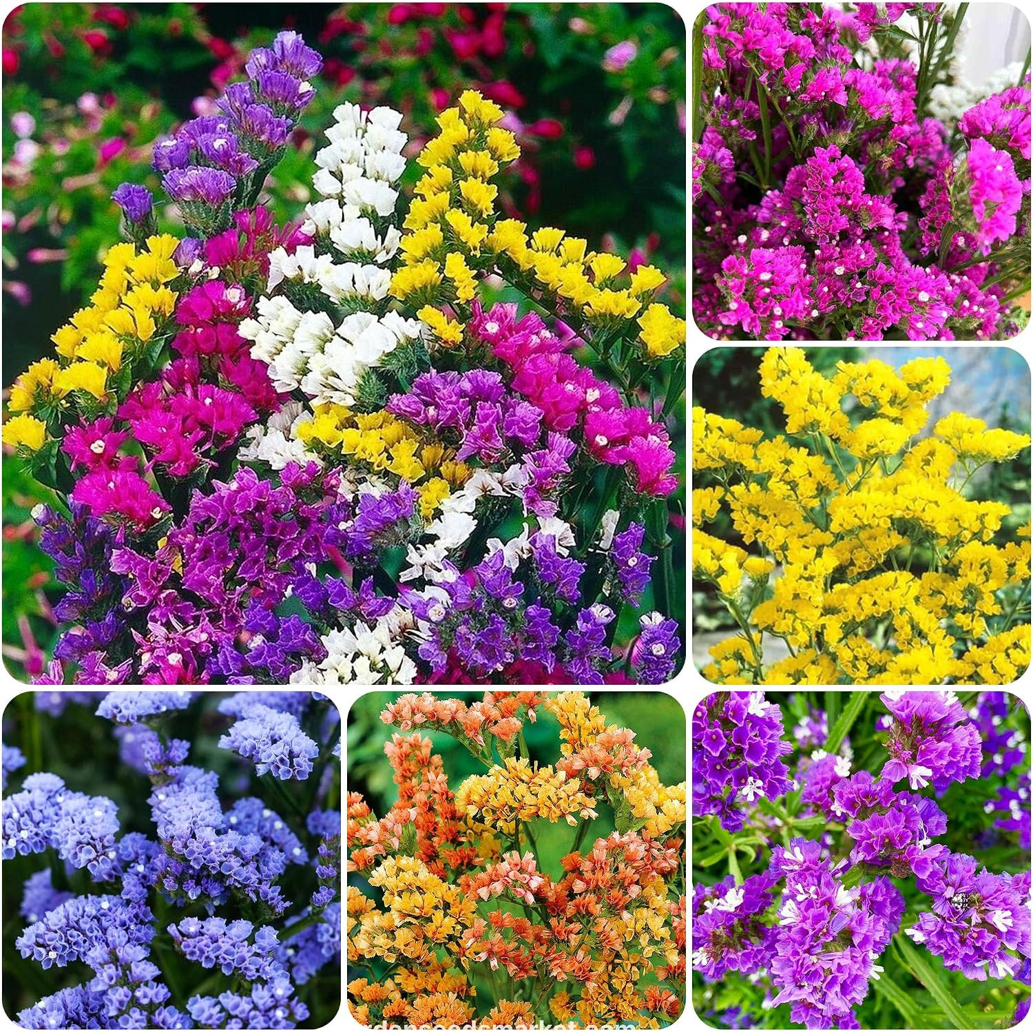 1000+ Perennial Limonium Statice Flower Seeds for Planting Non-Gmo Heirloom