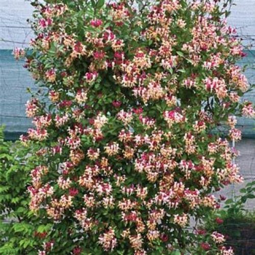 ~CANDY SWIRL~Lonicera Honeysuckle Vine~Rooted Starter Plant ~HUMMINGBIRD HEAVEN!