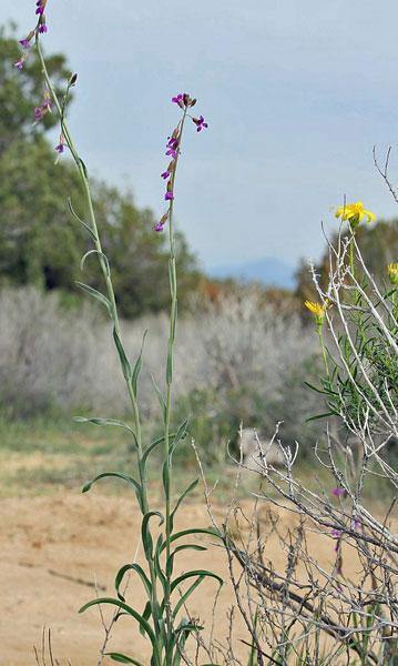 Boechera pulchra | Prince’s Rock Cress | 50 Seeds