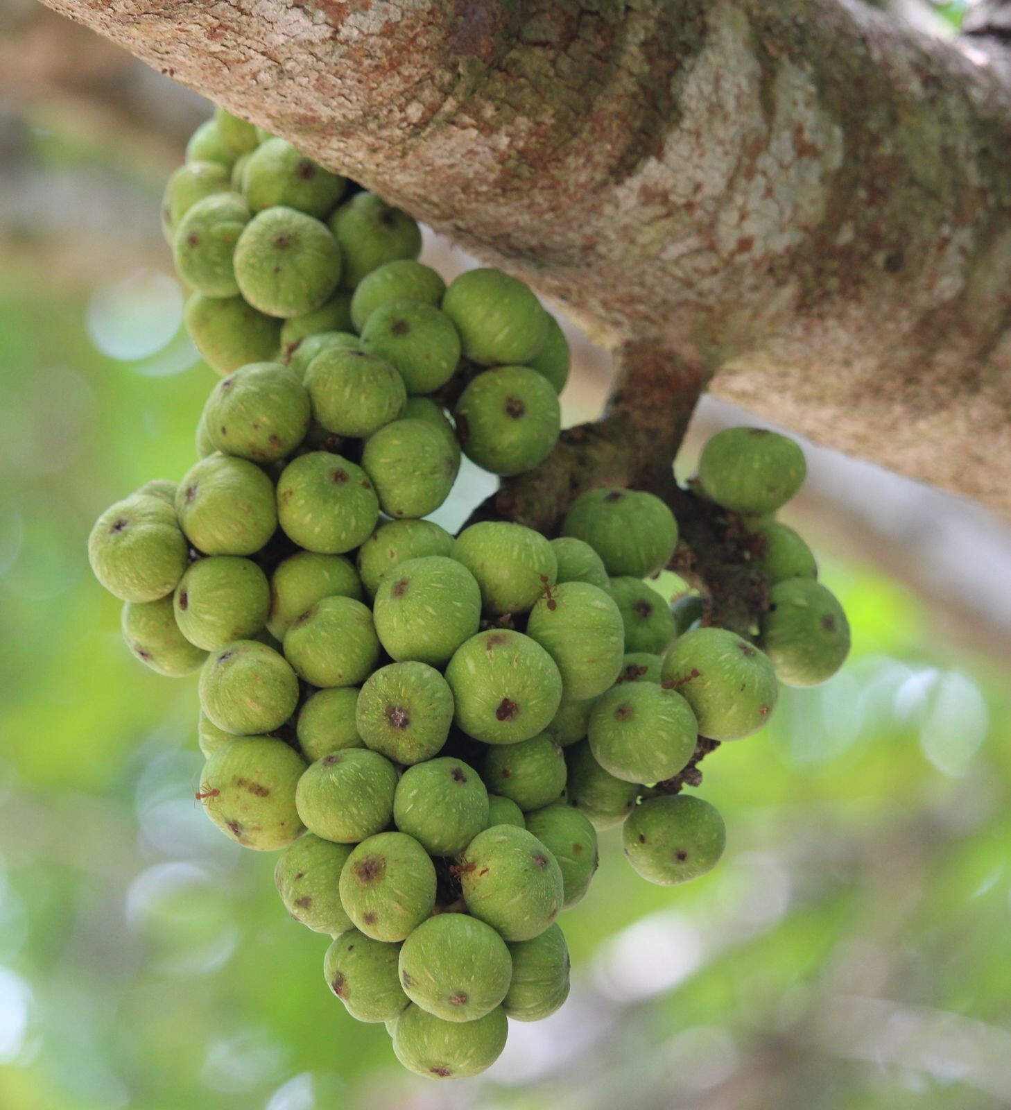 10 Ficus Racemosa Cluster Fig Seeds Ultra Unique Exotic!